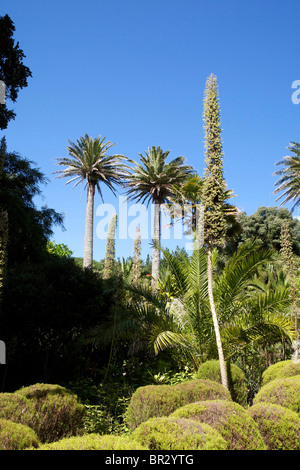 Tropical Klostergarten, Tresco, Isles of Scilly Stockfoto