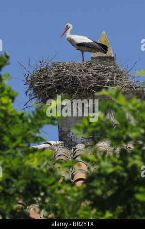 Weißstorch (Ciconia Ciconia), am Kirchturm, Spanien, Extremadura, Malpartida de Cáceres Stockfoto