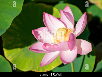 Wasser Lilie in der Sonne in Monets Garten Frankreich Stockfoto