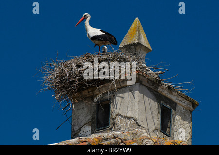 Weißstorch (Ciconia Ciconia), am Kirchturm, Spanien, Extremadura, Malpartida de Cáceres Stockfoto