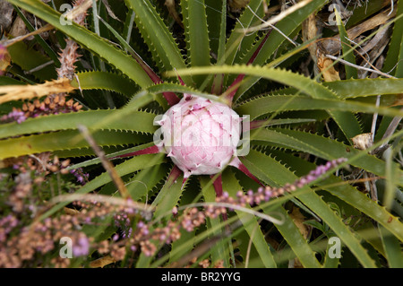 Tropical Klostergarten, Tresco, Isles of Scilly Stockfoto