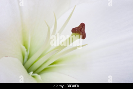 Das Zentrum einer Lilie zeigt das Stigma und die Staubblätter der Blume Stockfoto