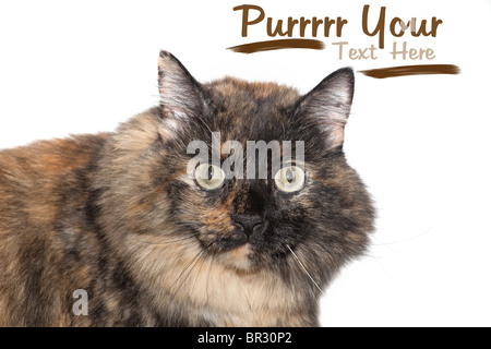 Mürrische Katze. Stockfoto