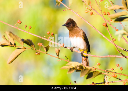 Gemeinsamen Bulbul (Pycnonotus Barbatus) - einzelne Erwachsene Bulbul sitzen auf Zweig mit Beeren - Mai, Maun, Botswana, Südafrika Stockfoto