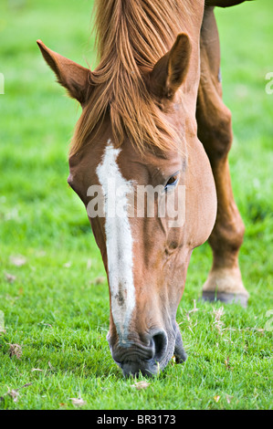 Nahaufnahme eines Pferdes in einem Feld bei Corbridge in Northumberland England Vereinigtes Königreich UK Weiden Stockfoto