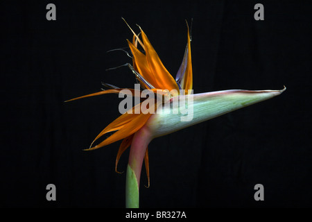 Paradiesvogel Blume vor einem schwarzen Hintergrund. Stockfoto