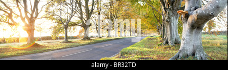 Buche-Allee in der Nähe von Badbury Rings Dorset county England UK dieses Foto entstand 18. November 2006 Stockfoto