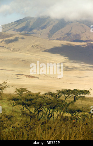 Akazien auf einem Hügel in der Ngorongoro Conservation Area in der Nähe von Arusha, Tansania. Stockfoto