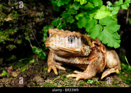Europäischen gemeinsamen Kröte (Bufo Bufo Spinosus), Juvenile, Griechenland, Peloponnes Stockfoto