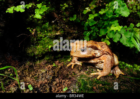 Europäischen gemeinsamen Kröte (Bufo Bufo Spinosus), Juvenile, Griechenland, Peloponnes Stockfoto