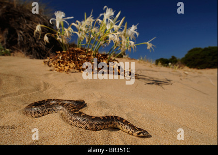 Javelin Sand Boa (Eryx Jaculus), Javelin Sand Boa in einer Düne, Griechenland, Peloponnes, Messinien Stockfoto