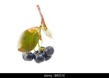 Aronia Melanocarpa. Schwarze Apfelbeere (Aronia Melanocarpa var. Melanocarpa), ganze Früchte und Blätter. Stockfoto