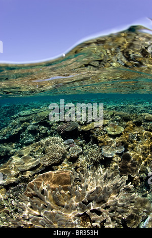 Über/unter Ansicht eines gesunden Korallenriffs, Fidschi Stockfoto