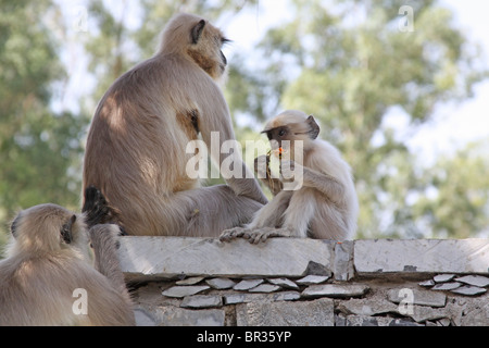 Ein Affenbaby auf einer Steinmauer in Ranakpur Jain-Tempel in Rajasthan von seiner Mutter sitzt und isst eine Ringelblume Zeichenfolge Dekoration. Stockfoto