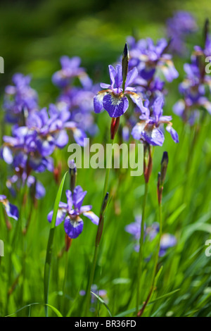 Iris Siberica fotografiert in Yorkshire im Juni Stockfoto