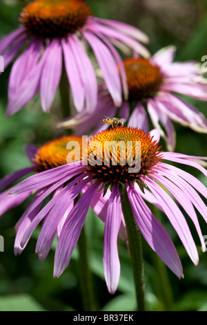 Echinacea Purpurea 'Rubinstern' und ein Hoverfly fotografiert in Yorkshire, Großbritannien Stockfoto