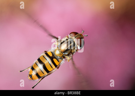 Eine weibliche Episyrphus Balteatus Hoverfly im Flug. Stockfoto