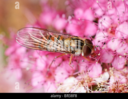 Eine weibliche Episyrphus Balteatus Hoverfly Fütterung auf eine Spiraea Blume. Stockfoto