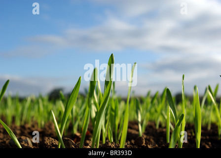 Jungen Herbst Triebe ausbrechen im Winter Maisfeld Stockfoto