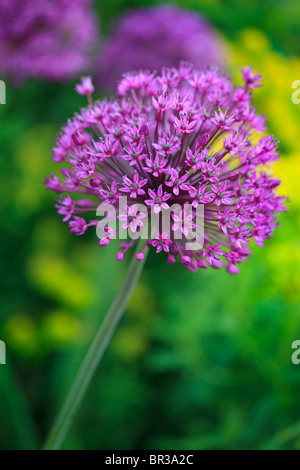 Allium Hollandium 'Purple Sensation' fotografiert in Yorkshire, Großbritannien Stockfoto