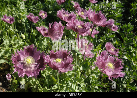 Gruppe von lila blühenden Schlafmohn (Papaver Somniferum) Stockfoto