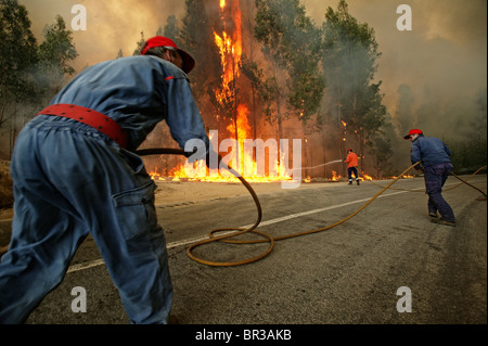 Drei Feuerwehrleute versuchen, eine massive Wildfire löschen Stockfoto