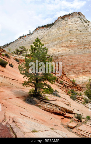 Zion Berg Karmel Autobahn Mount Zion National Park Utah Stockfoto