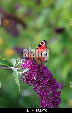 Buddleja und Peacock butterfly Stockfoto