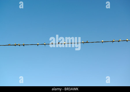 Schwalben ruht auf einem Kabel Stockfoto