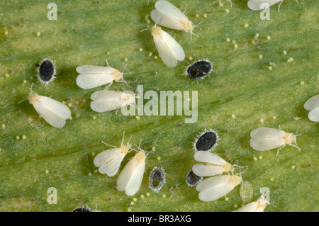 Glasshouse Mottenschildläuse Erwachsene mit Encarsia Formosa parasitiert Puppen auf Alstromeria Blatt Stockfoto