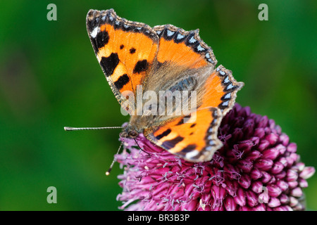 Distelfalter Schmetterling auf einer Allium Blume. Stockfoto