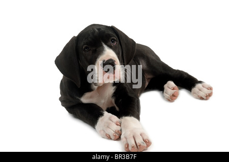 Deutsche Dogge Welpe ruht. Auf weißem Hintergrund genommen. Stockfoto