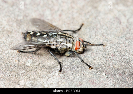 Eine Fleisch-Fliege. Möglicherweise eine gemeinsame Fleisch Fliege, Sarcophaga Carnaria. Stockfoto