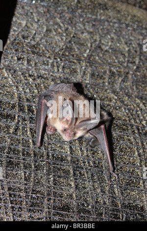 Braune lange Eared Hieb Stockfoto