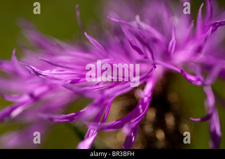 Alpine Flockenblume in Makro, Centaurea Montana. Ein Makro-Bild einer lila Blume vor einem grünen Hintergrund Stockfoto