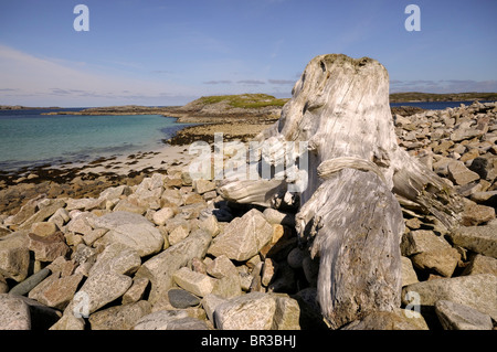 Baumstumpf angespült an einem steinigen Strand auf der Isle of Lewis Stockfoto