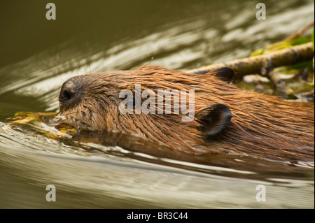 Eine Seitenansicht Bild von einem wilden Biber Gesicht, wie er schwimmt entlang schleppen einen Ast mit seinem Mund. Stockfoto