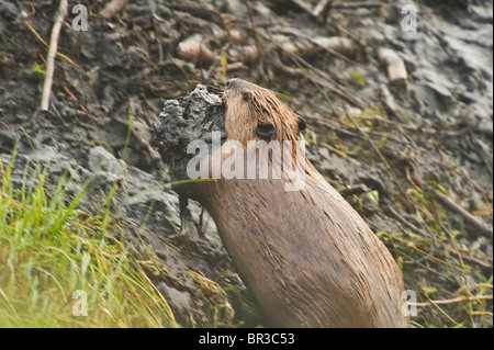 Ein wilder Biber Pflege einen Haufen von Schlamm Stockfoto