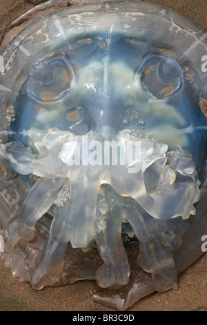 Fass Quallen Rhizostoma Octopus (männlichen) im Detail gestrandet am Strand von New Brighton, Wallasey, The Wirral, UK Stockfoto