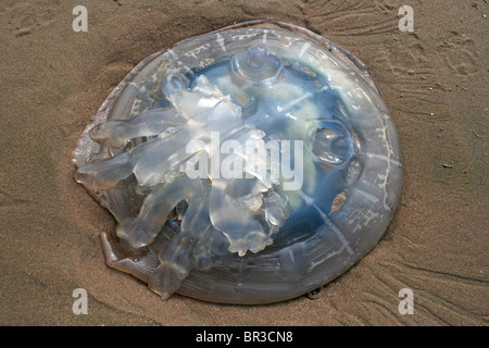 Fass Quallen Rhizostoma Octopus (männlich) gestrandet am Strand von New Brighton, Wallasey, The Wirral, UK Stockfoto