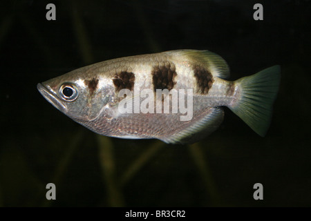 Gebänderten Archerfish Toxotes jaculatrix Stockfoto
