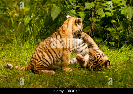 Zwei sibirischen/Amur Tiger Cubs spielen Stockfoto