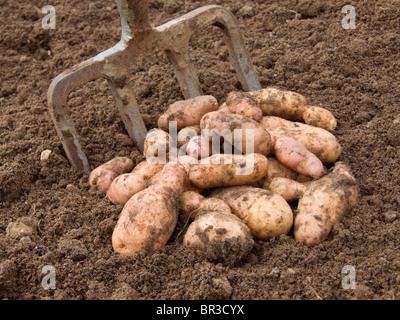 Nach Hause angebauten Pink Fir Apple Kartoffeln kurz nach ausgehoben und angezeigten Nest zu einem Garten Gabel Stockfoto