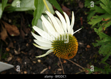 Weisser Schwan Sonnenhut Stockfoto