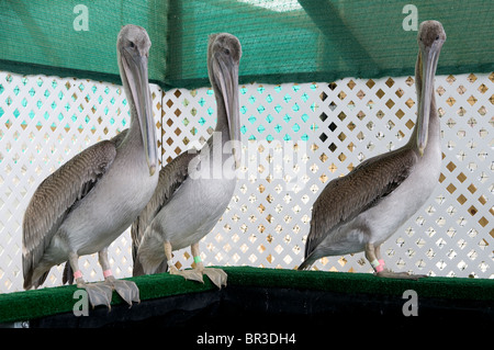Louisiana braune Pelikane in Outdoor-Voliere warten auf Freigabe nach gereinigt und Linienführung. Stockfoto