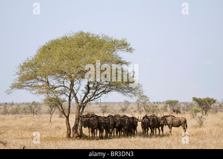 Herde von Gnus (Connochaetes Taurinus) Schattierung unter Baum vor der Mittagssonne, Krüger Nationalpark, Südafrika Stockfoto