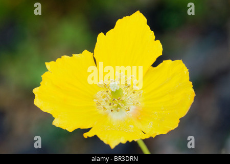 Gelbe walisischen Mohn. Meconopsis cambrica Stockfoto