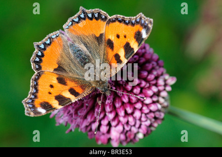 Distelfalter Schmetterling auf einer Allium Blume. Stockfoto