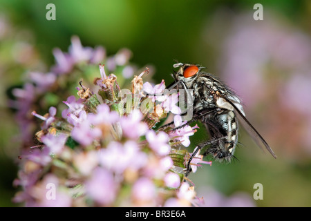 Ein Fleisch fliegen ernähren sich von Thymian. Möglicherweise eine gemeinsame Fleisch Fliege, (Sarcophaga carnaria Stockfoto