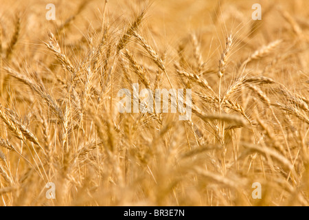 Weizenfeld Garben landen nahe reif und gelb Stockfoto